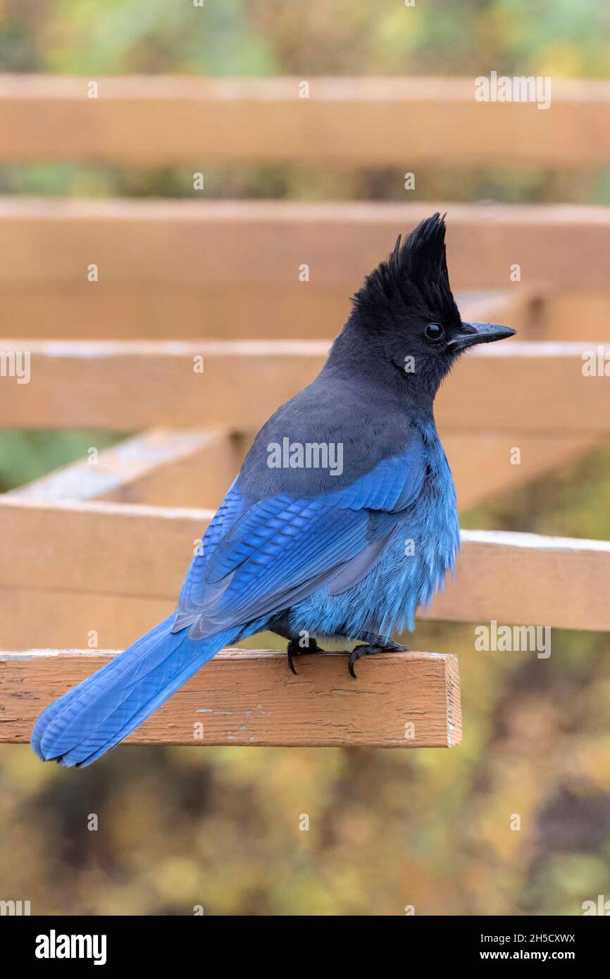 Jay bird hires stock photography and images Alamy