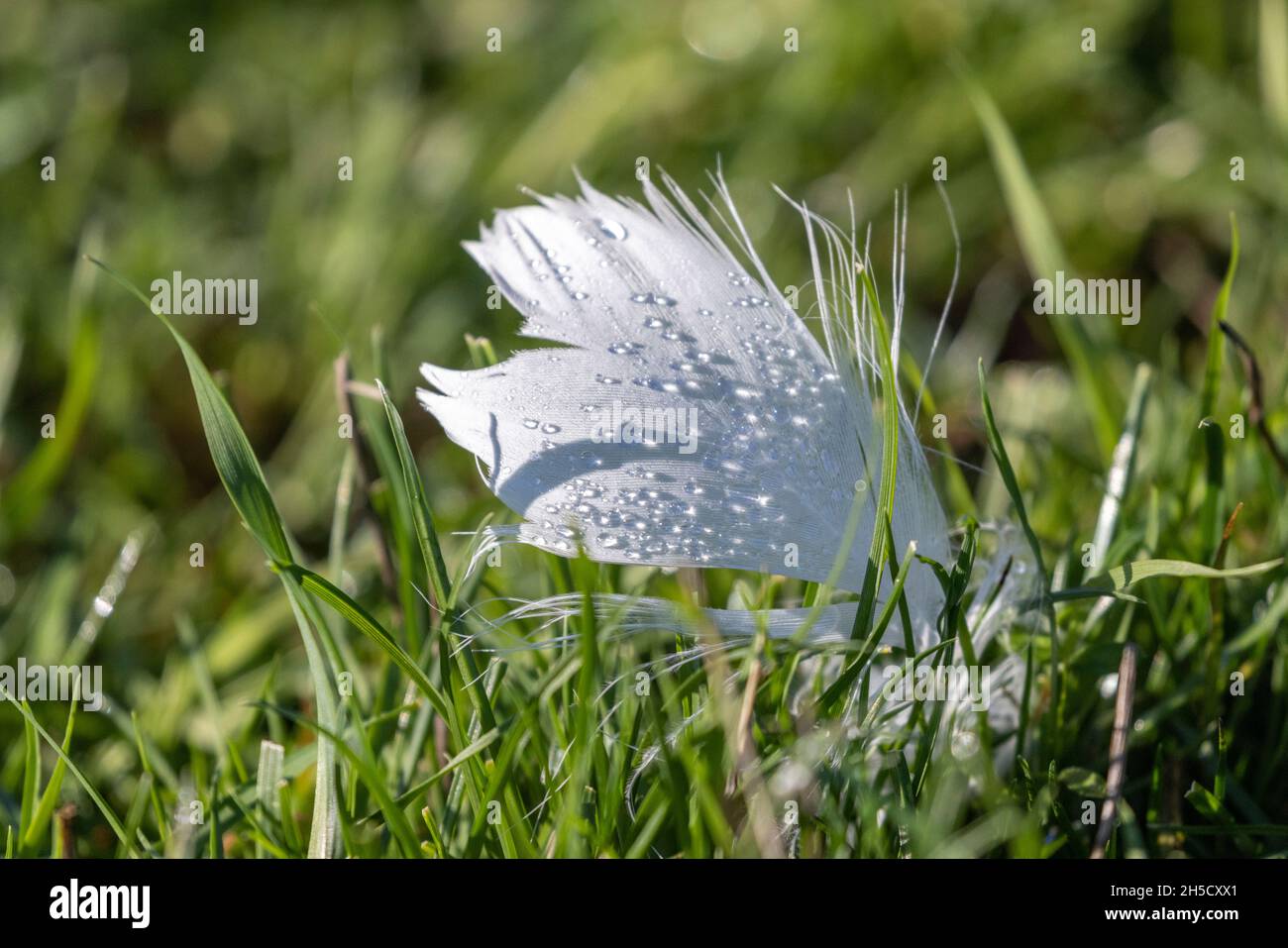 white bird feather with dewdrop at Vancouver BC Canada Stock Photo