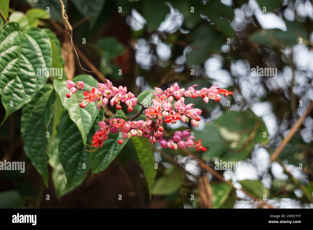 Daphnes flower on the tree. Daphnes are plants with a genus of between 70 and 95 species of deciduous and evergreen shrubs in the family Thymelaeaceae Stock Photo