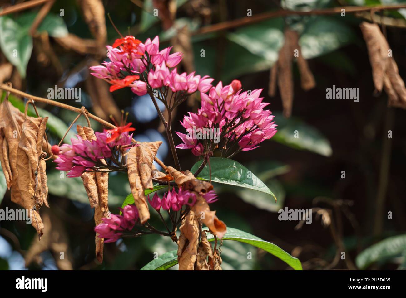 Daphnes flower on the tree. Daphnes are plants with a genus of between 70 and 95 species of deciduous and evergreen shrubs in the family Thymelaeaceae Stock Photo