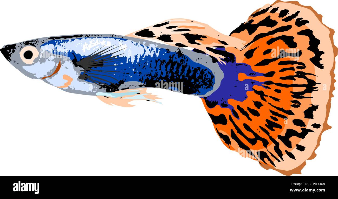 Vector of isolated guppy fish Stock Vector Image & Art - Alamy