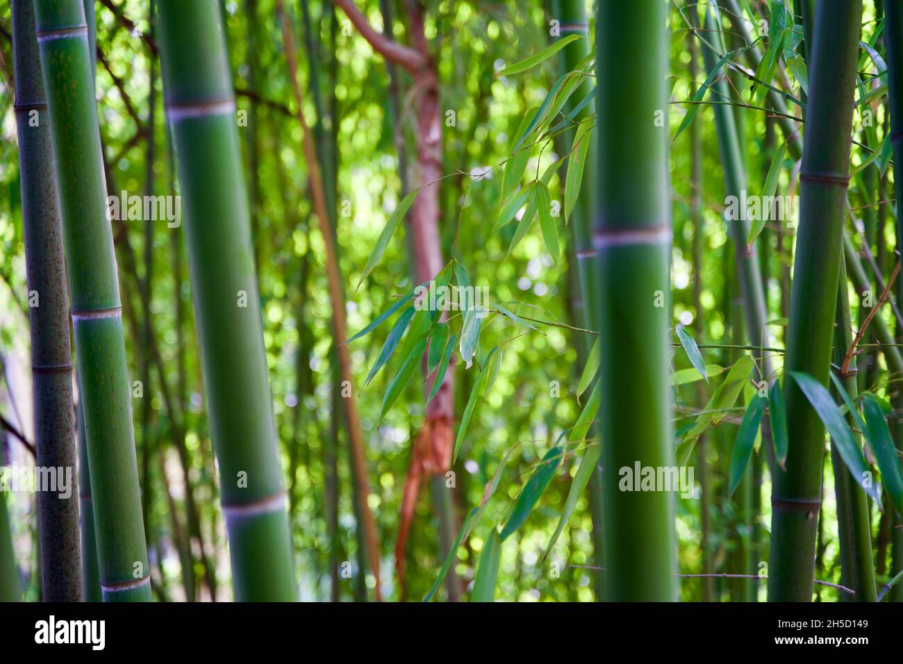 Closeup shot beautiful trees hi-res stock photography and images - Alamy