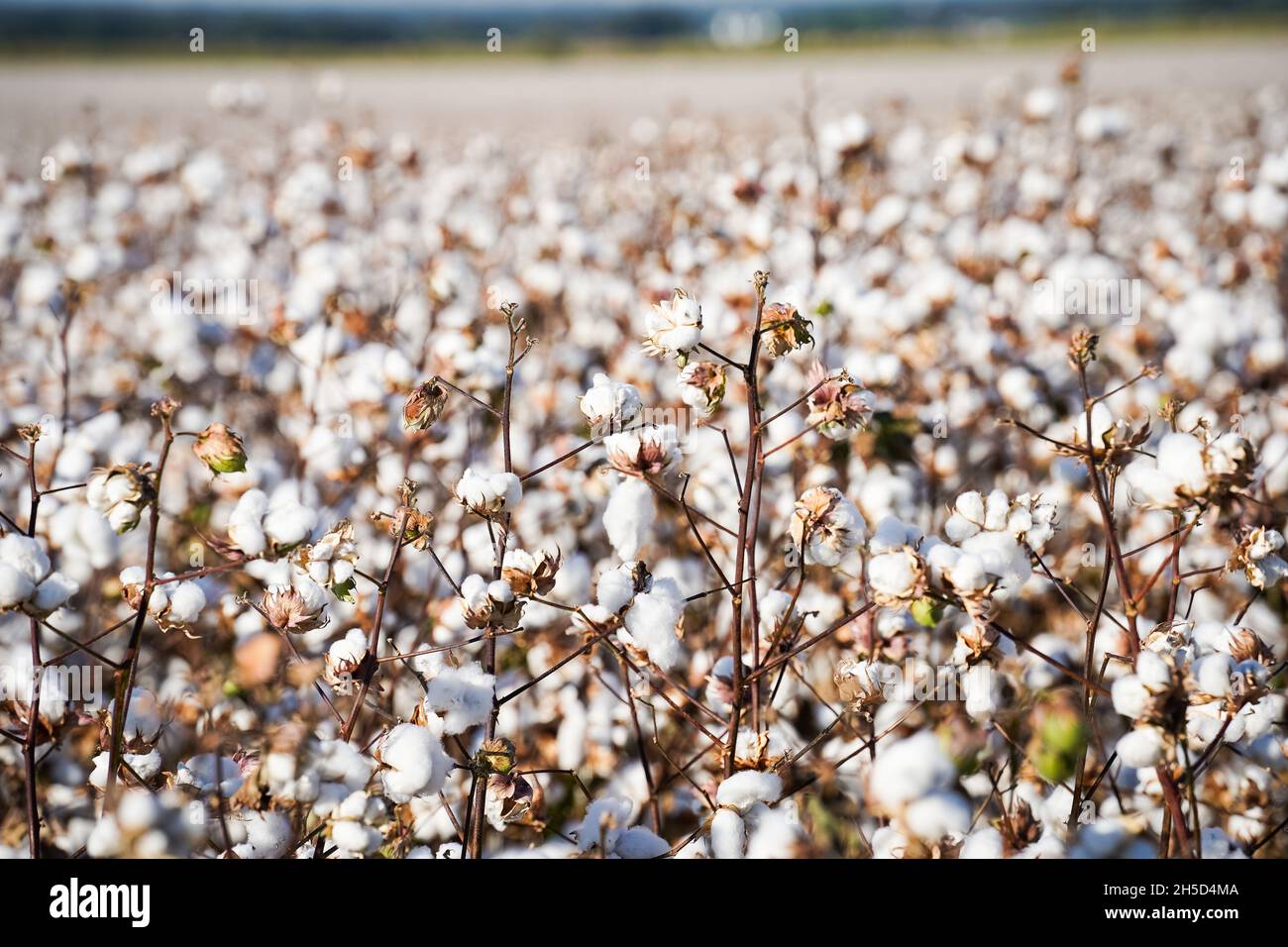 Lubbock texas cotton hires stock photography and images Alamy
