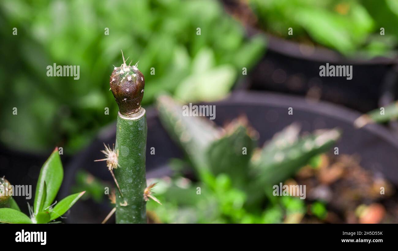 Astrophytum asterias seedling grafted on Pereskiopsis. Stock Photo
