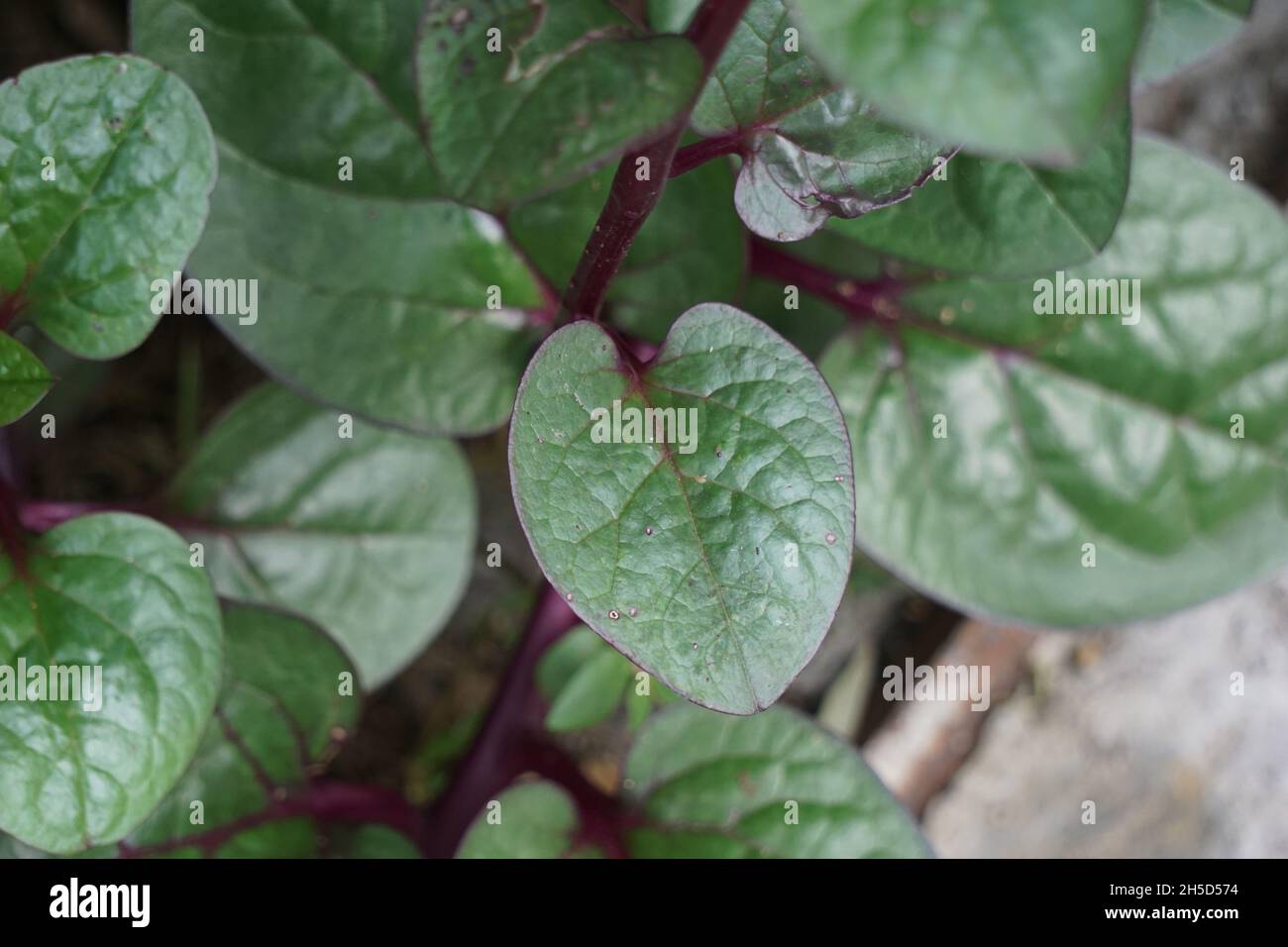 Anredera cordifolia (Also called Madeira vine, mignonette vine) with a natural. This plant is used to treat wounds on the skin, prevent strokes, maint Stock Photo