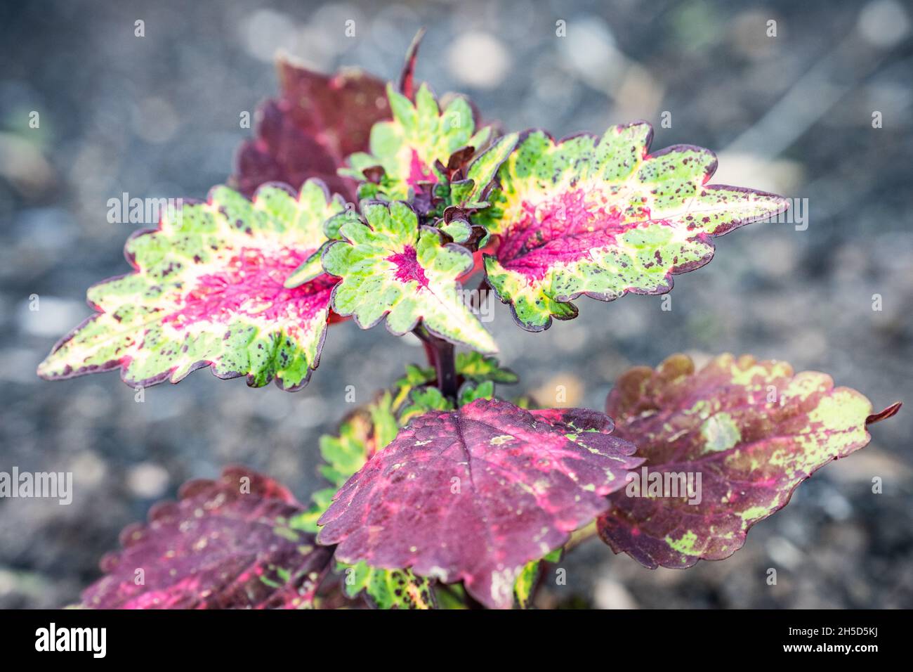 Caladium Plant in Texas with Various Colors in a Flower Bed Stock Photo
