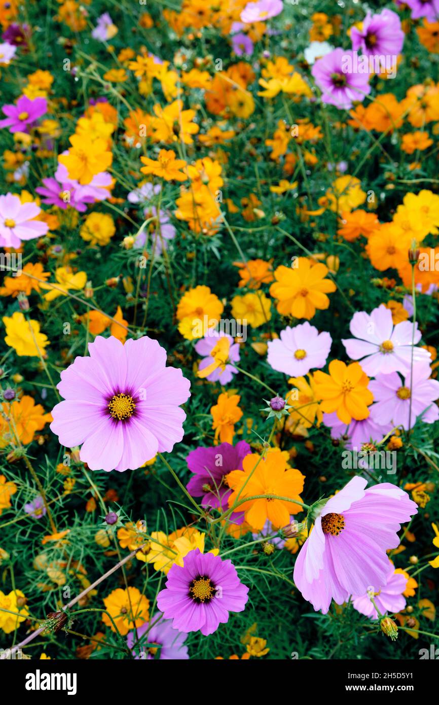 Wildflowers hires stock photography and images Alamy