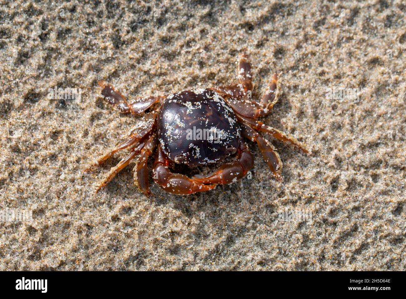 Macro of a tiny crab on a sandy beach Stock Photo