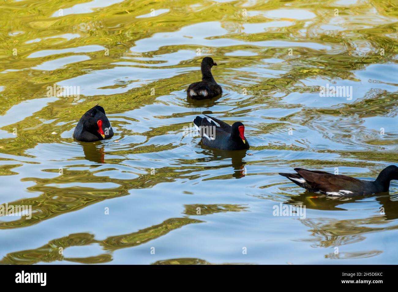 Water birds in the Huacachina lagoon,Gallinula chloropus,Perú. Stock Photo