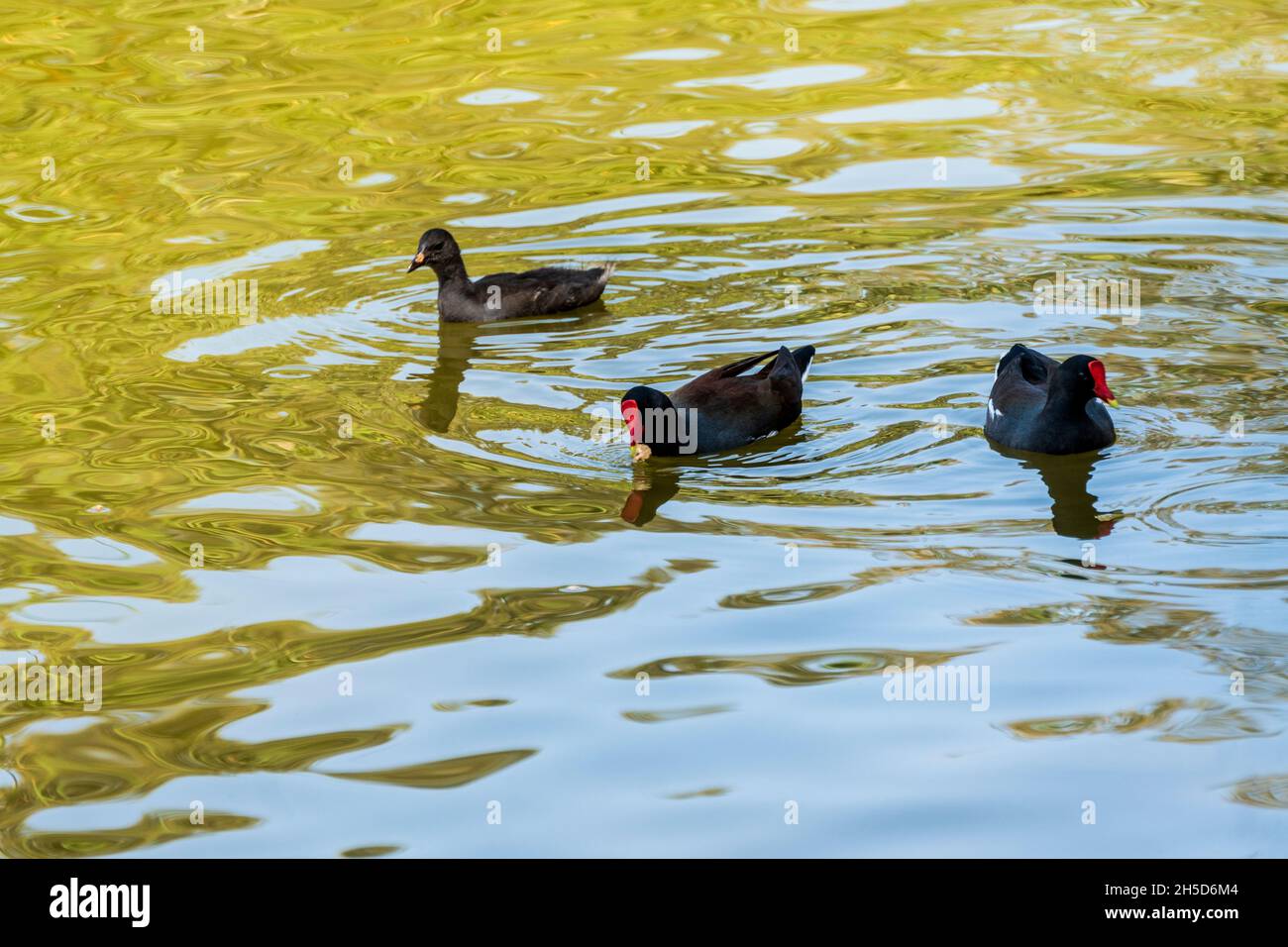 Water birds in the Huacachina lagoon,Gallinula chloropus,Perú. Stock Photo