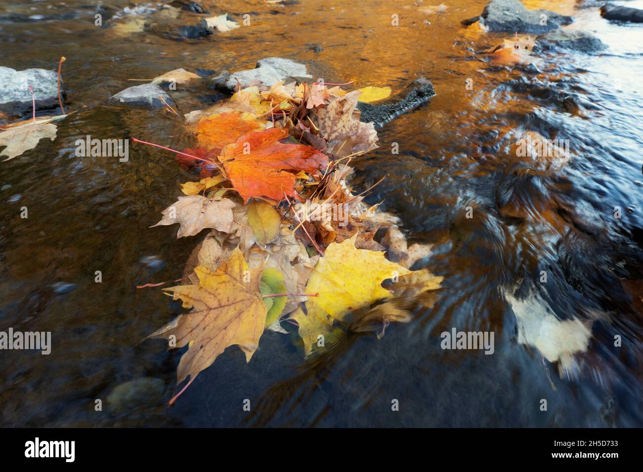 Autumn, Fall  Leaves floating on water, Fall Colors, Maple Leaves Stock Photo