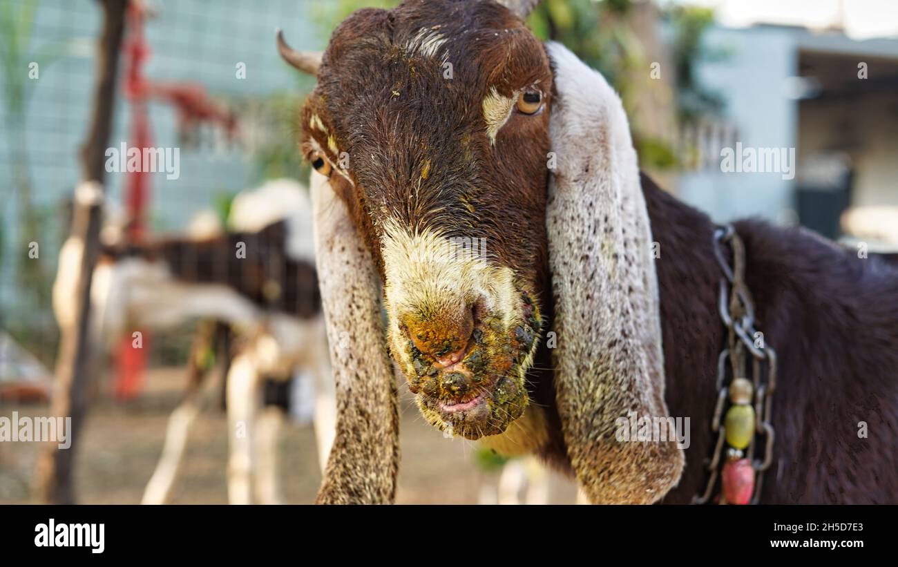 Contagious pustular dermatitis. A common diease in goat species. Contagious pustular dermatitis is a zoonotic. Stock Photo