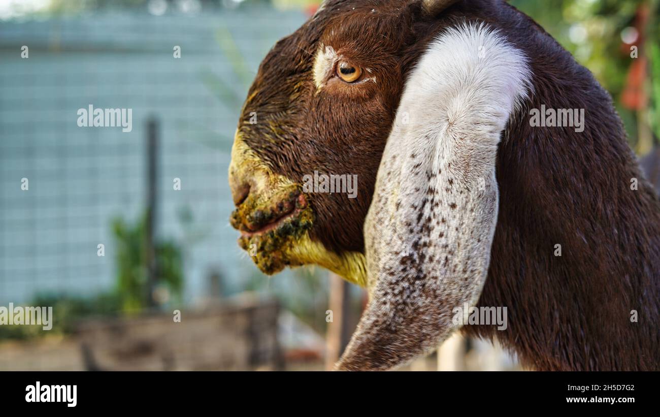 Contagious pustular dermatitis. A common diease in goat species. Contagious pustular dermatitis is a zoonotic. Stock Photo