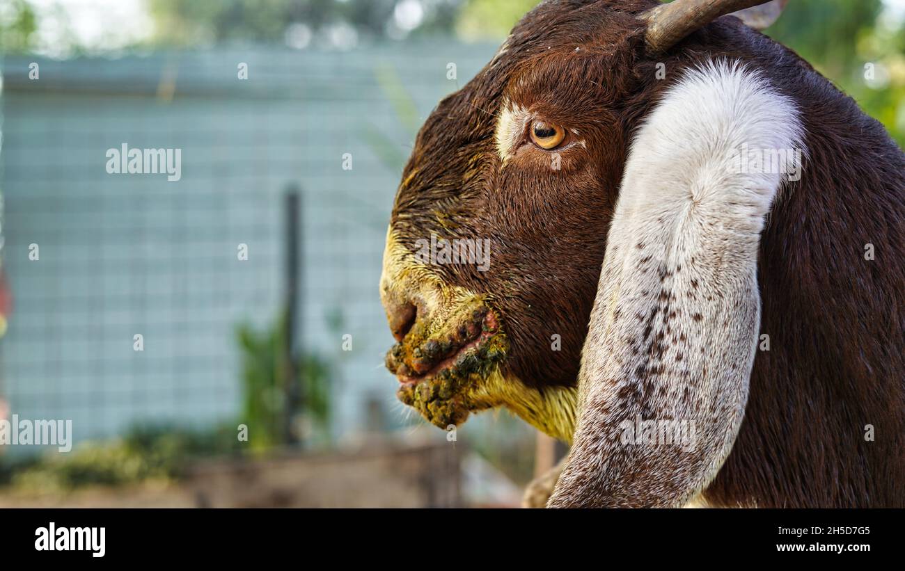 Contagious Ecthyma Infection In The Mouth Of A Brown Goat Mouth And contagious-ecthyma-infection-in-the-mouth-of-a-brown-goat-mouth-and