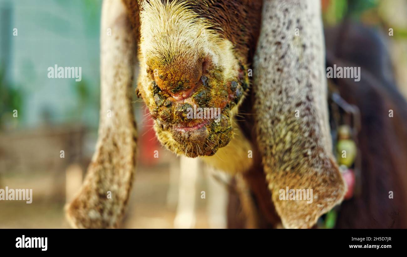 Infected a brown goat with mouth and foot diease. Contagious pustular