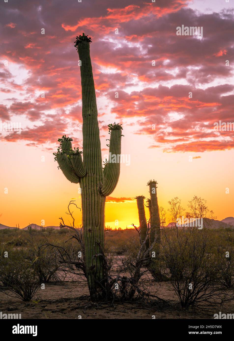 Arizona Desert Sunset With Beautiful Saguaro Cactus Stock Photo Alamy