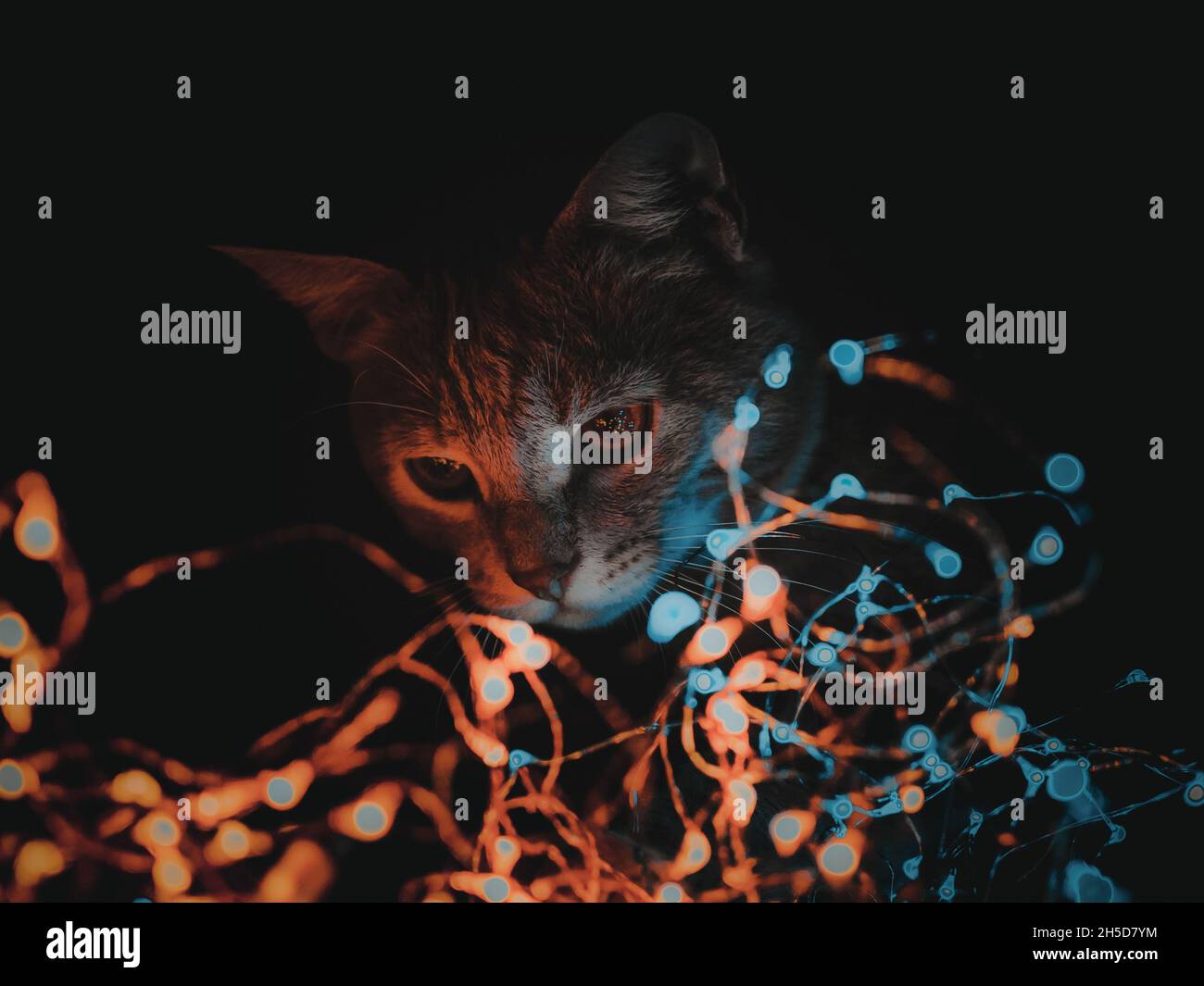 White cat red roses hi-res stock photography and images - Alamy