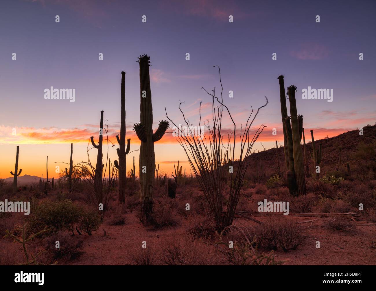 Desert sunset with vibrant Arizona sky and saguaros Stock Photo - Alamy