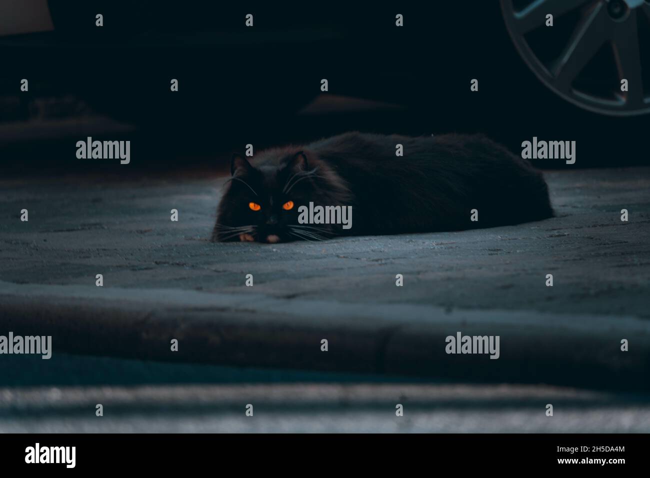 Portrait of a serious black cat with bright eyes lying on the ground ...