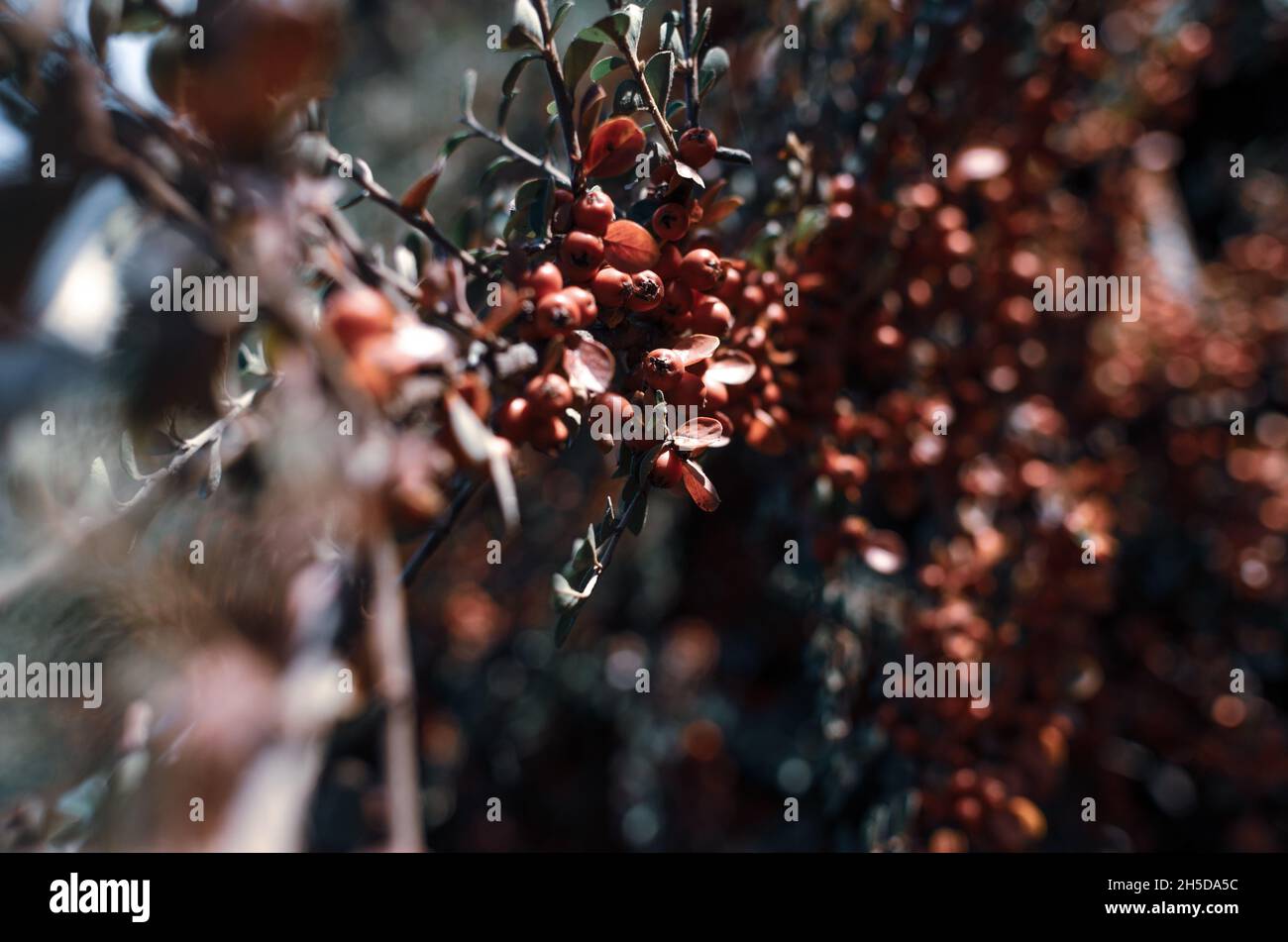 Beautiful shot of branches of a plant Stock Photo - Alamy