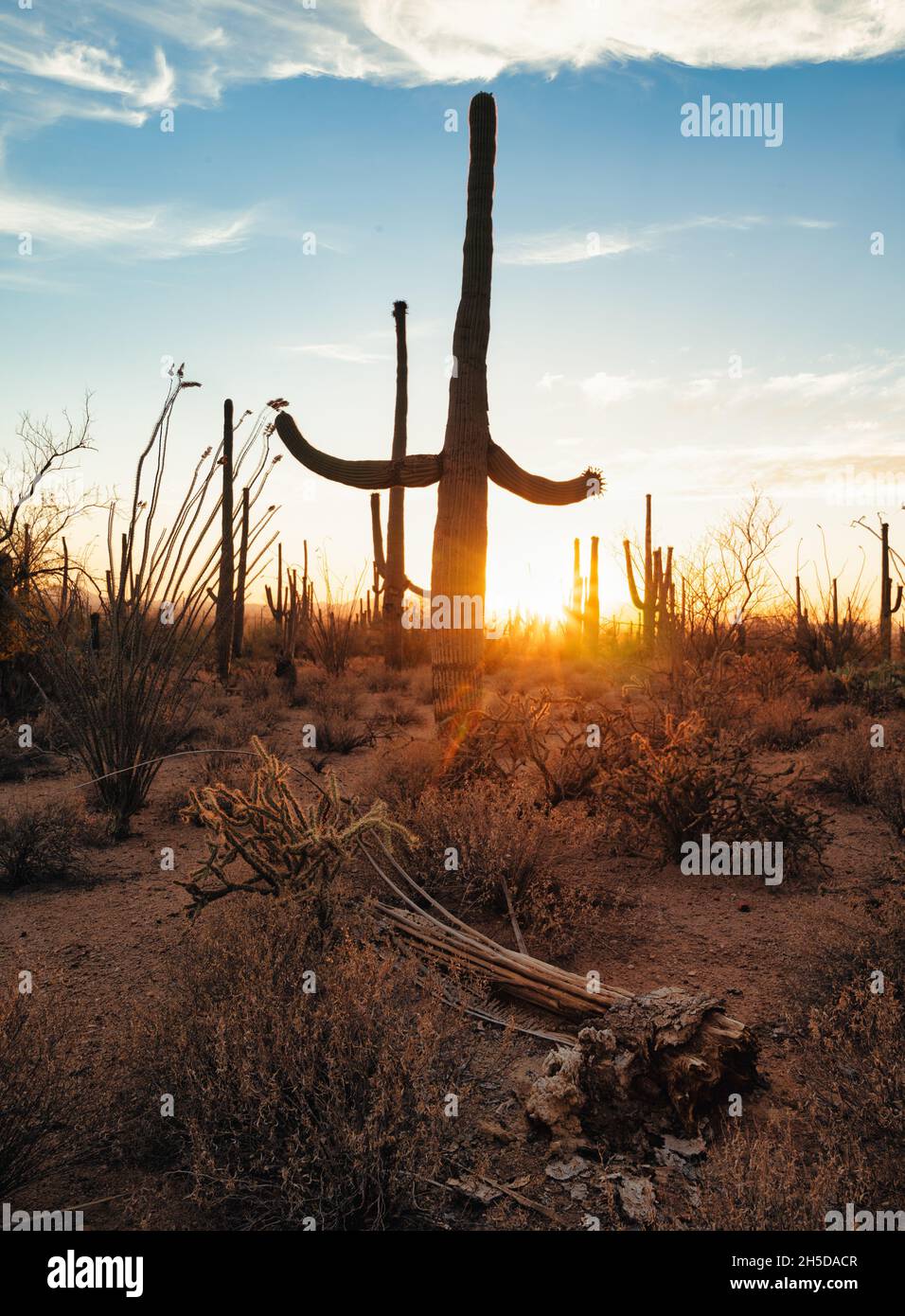 Fallen dead saguaro in front of live ones at sunset in Arizona desert Stock Photo