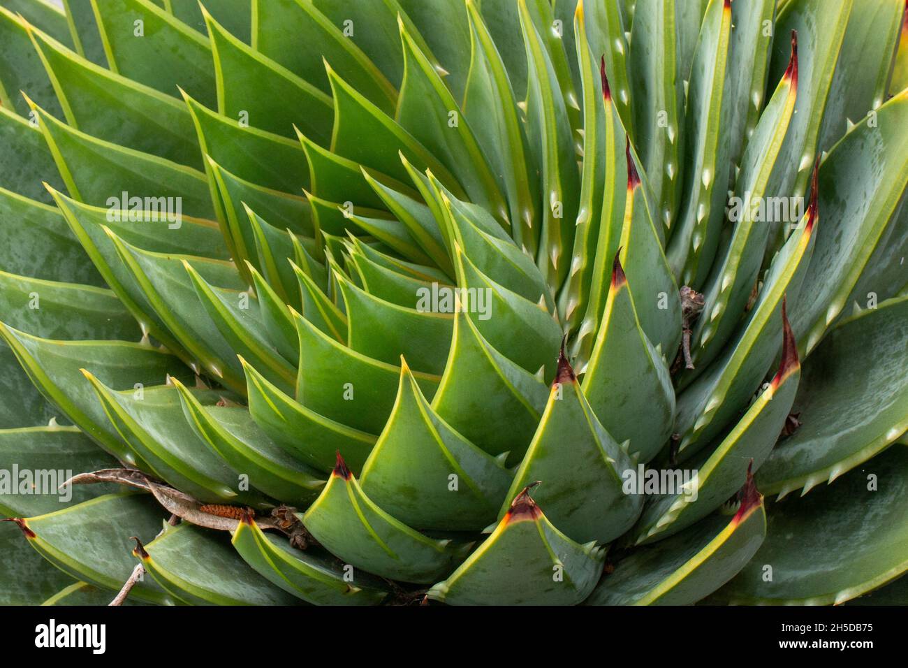 Spiky Leaves of a succulent creating a spiral effect, close-up, cactus, texture Stock Photo