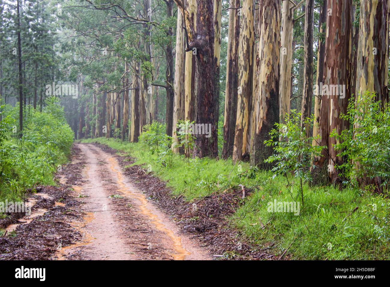 A groove of large Eucalyptus trees, Eucalyptus Saligna, next to a dirt road in Magoebaskloof