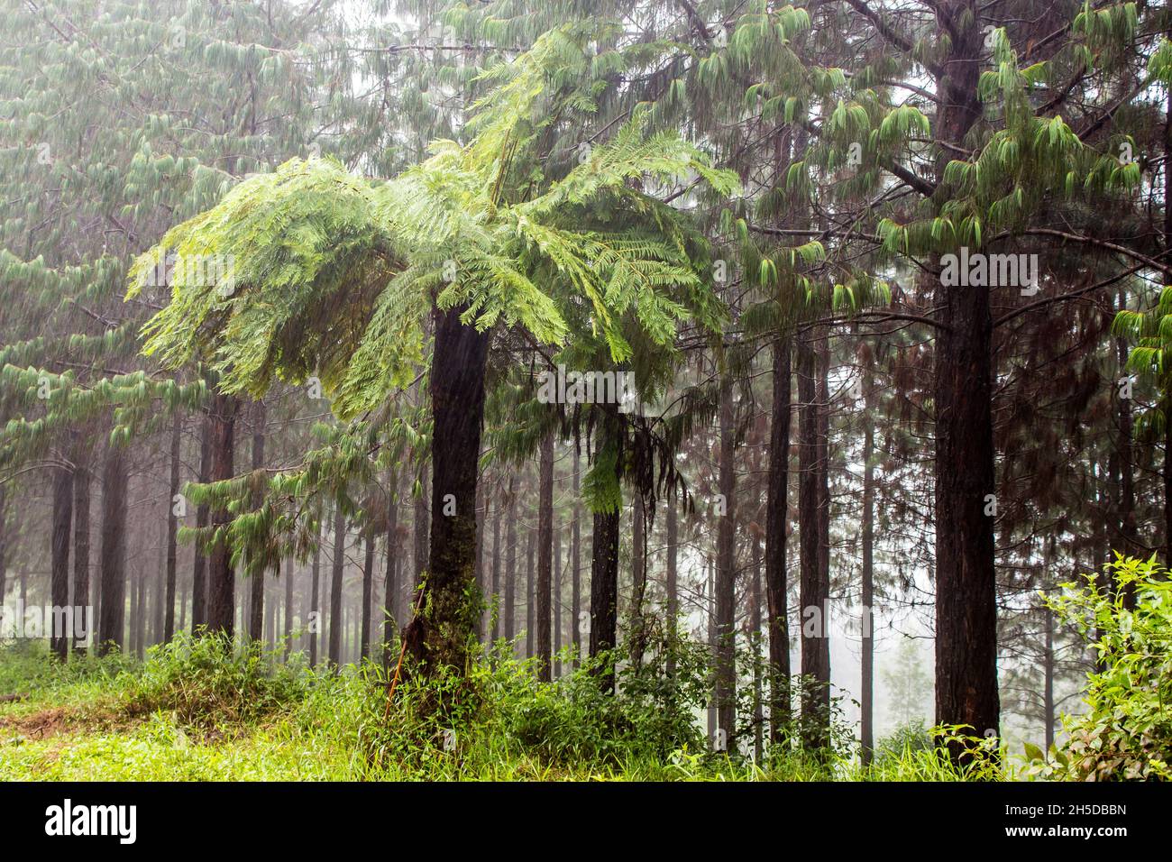 A large forest tree fern, Cyathea capensis, in front of the straight trunks of a pine plantation, shrouded in mist, in Magoebaskloof, South Africa. Stock Photo