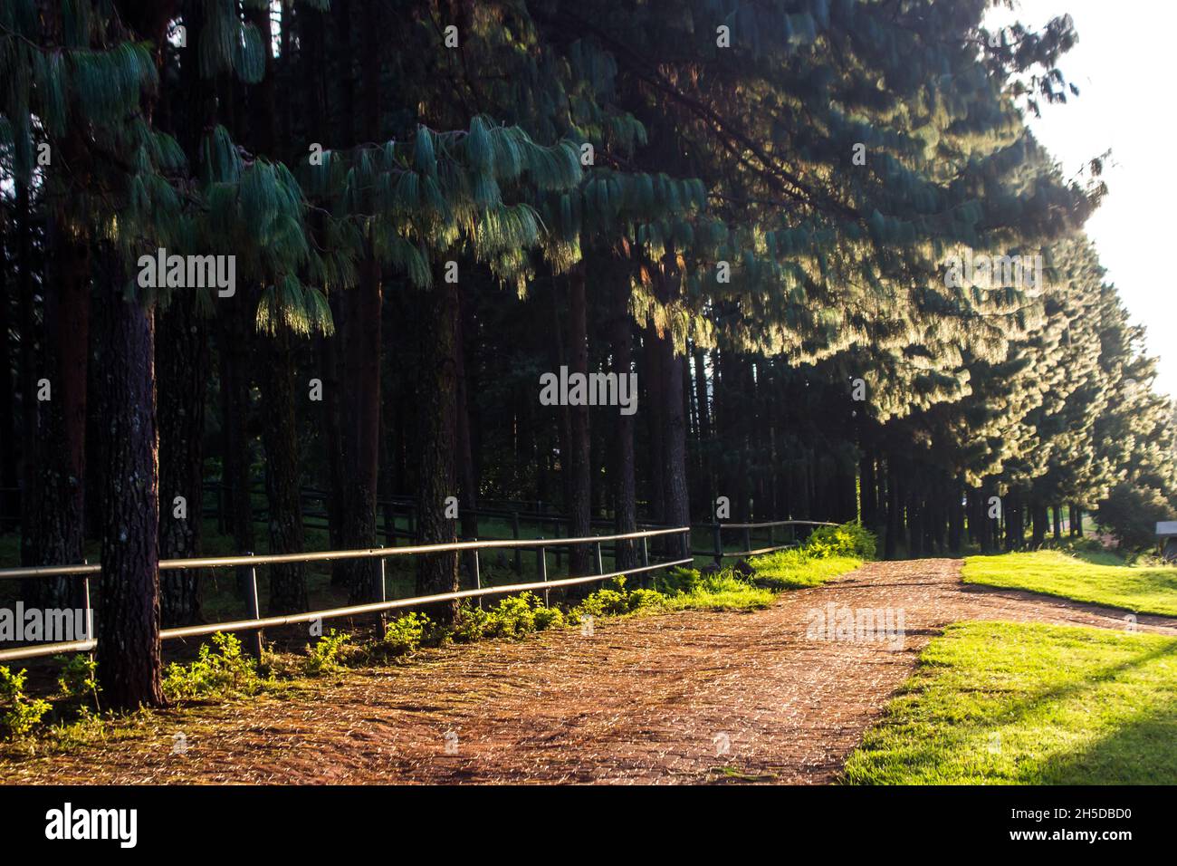 The light of the late afternoon sun giving the needles of a pine plantation next to a small farm road Stock Photo