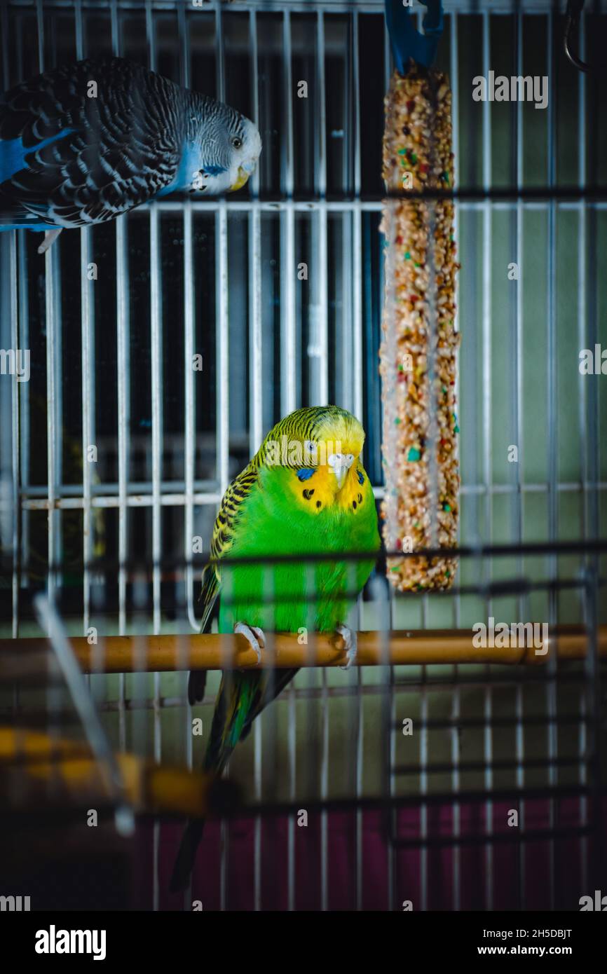 a lovely green and blue parakeets Stock Photo Alamy