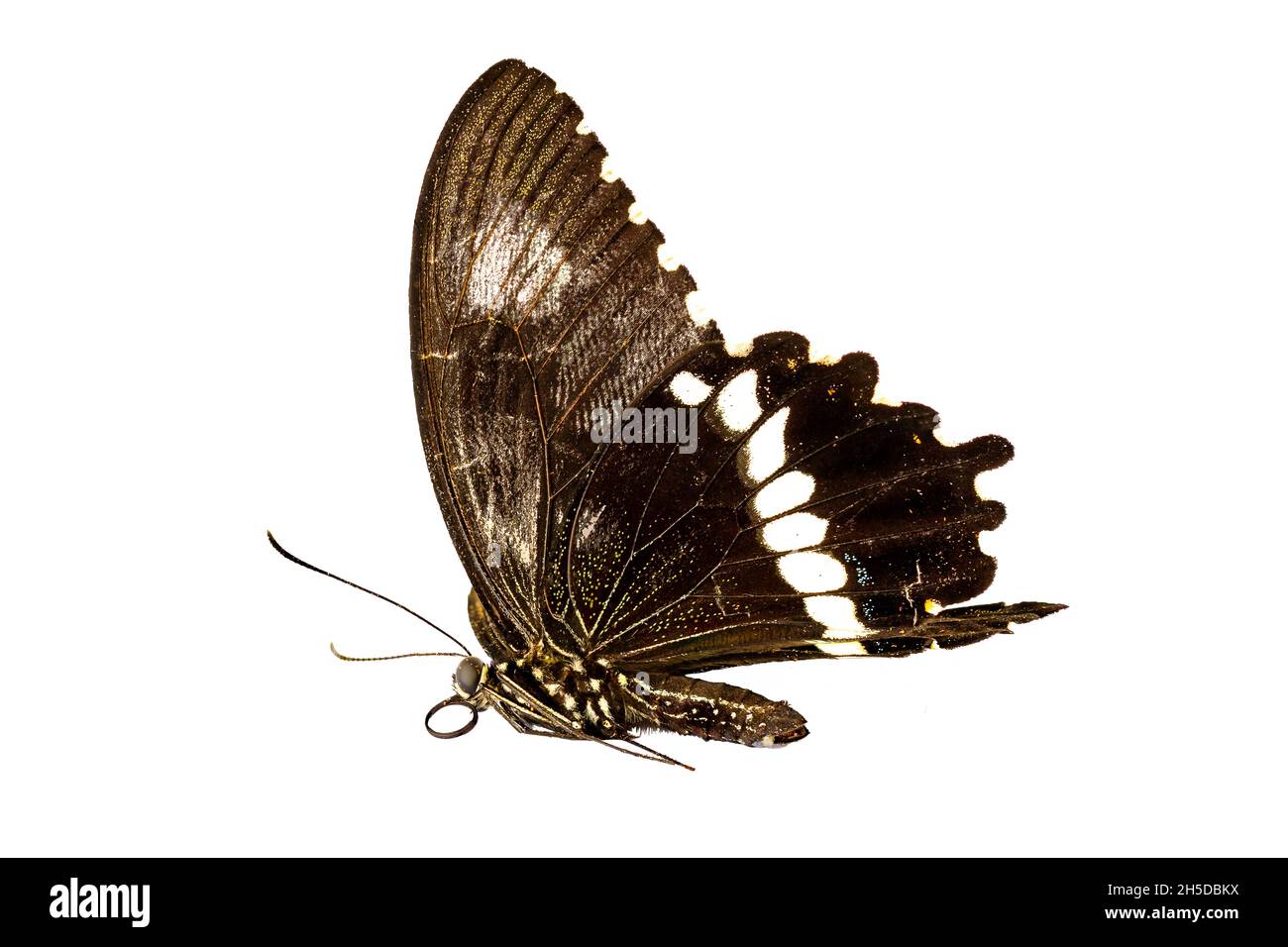 Brown butterfly seen from the side, isolated on a white background, nature concept Stock Photo