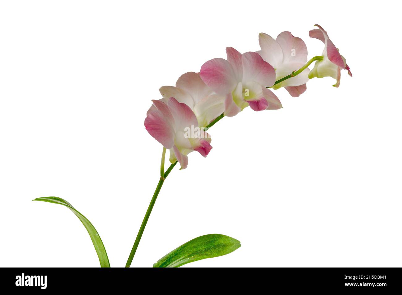 Orchids with dendrobium types have soft white and purple flowers, isolated on white background, copy space Stock Photo
