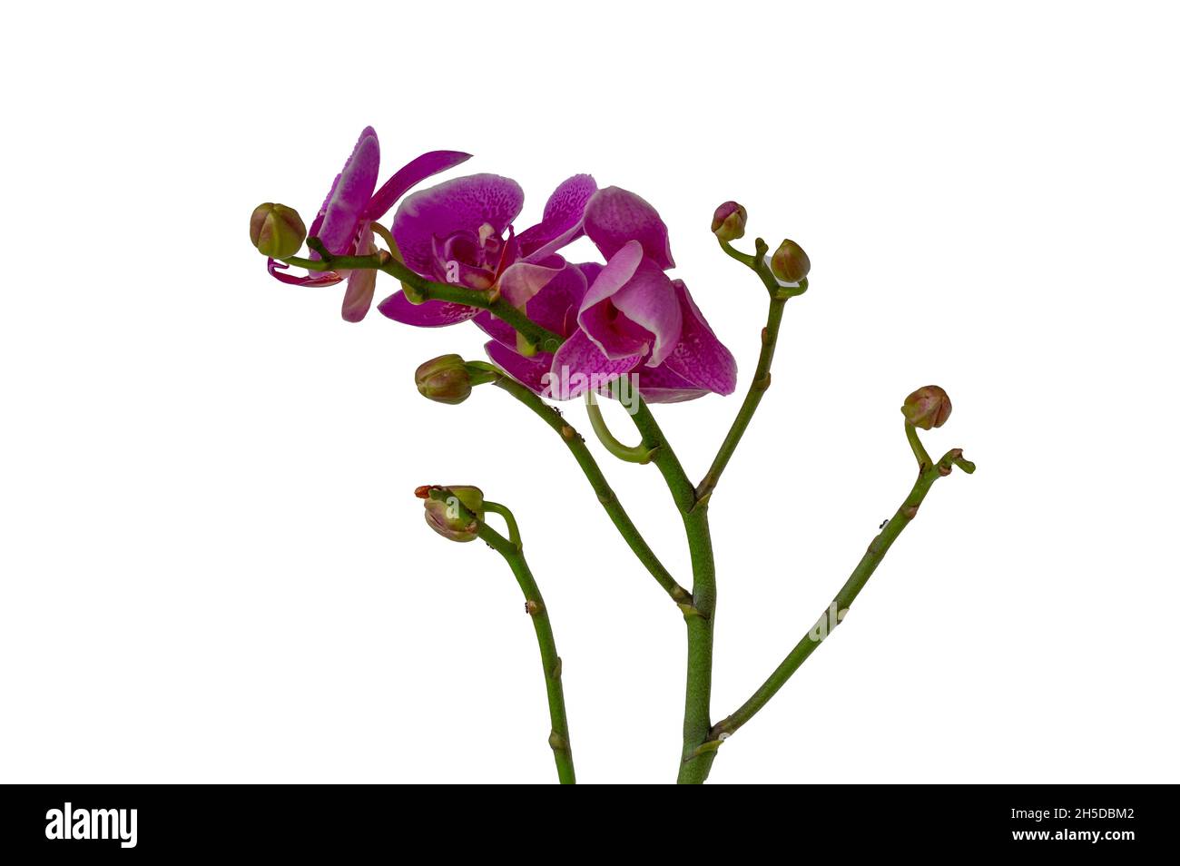 Orchids with dendrobium types have dark purple flowers, isolated on white background, copy space Stock Photo