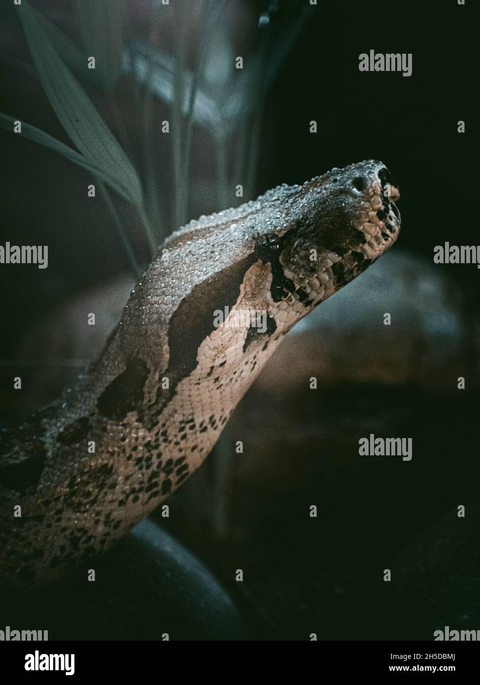 Boa constrictor boa constrictor mexico hires stock photography and