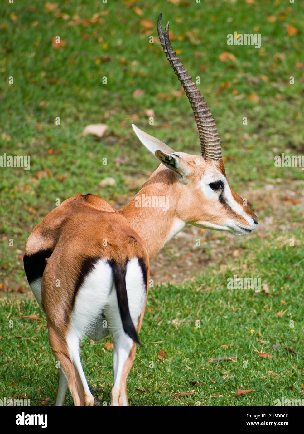 Closeup of Thomson's gazelle in the zoo Stock Photo - Alamy