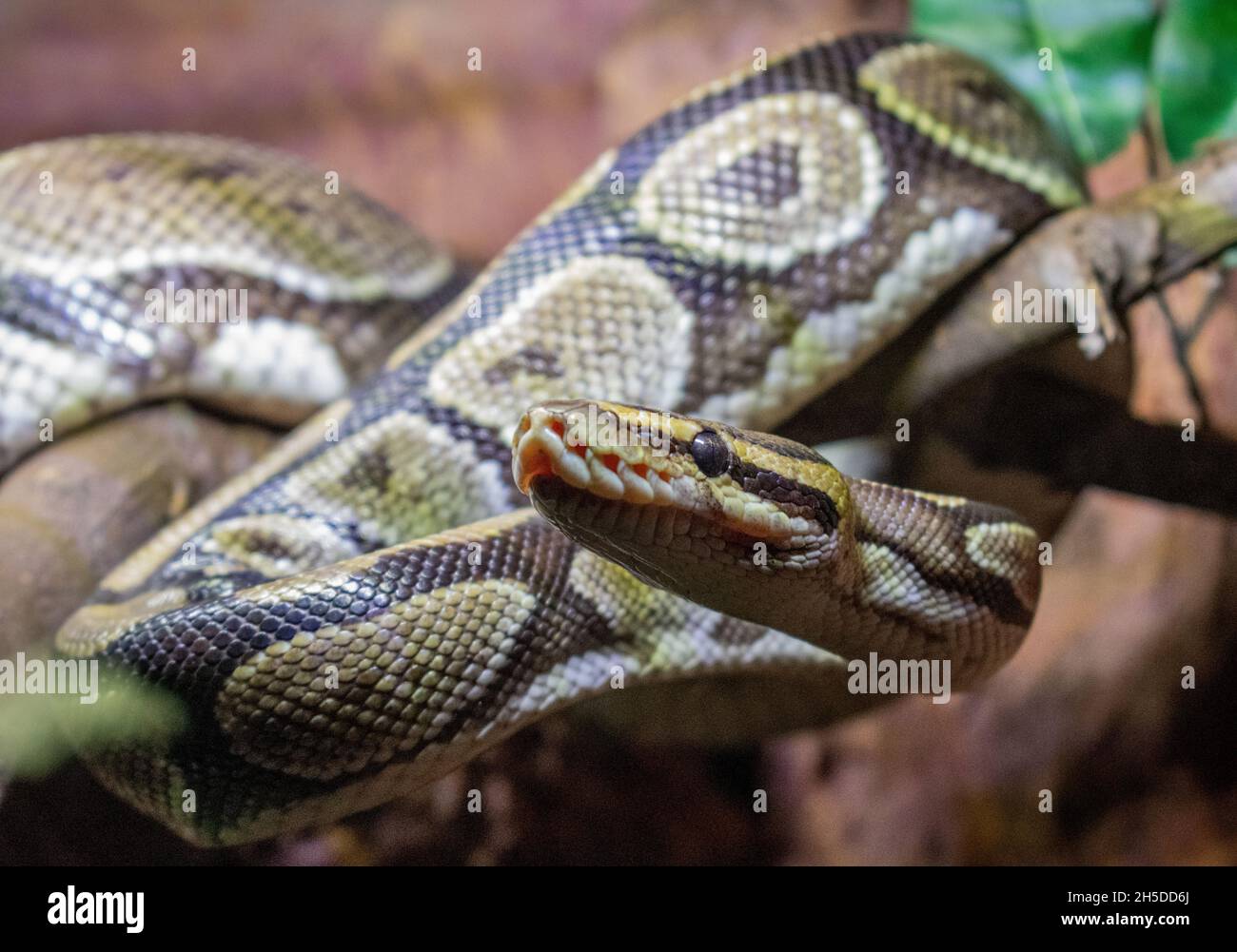 Closeup of the ball python also called the royal python Stock Photo - Alamy