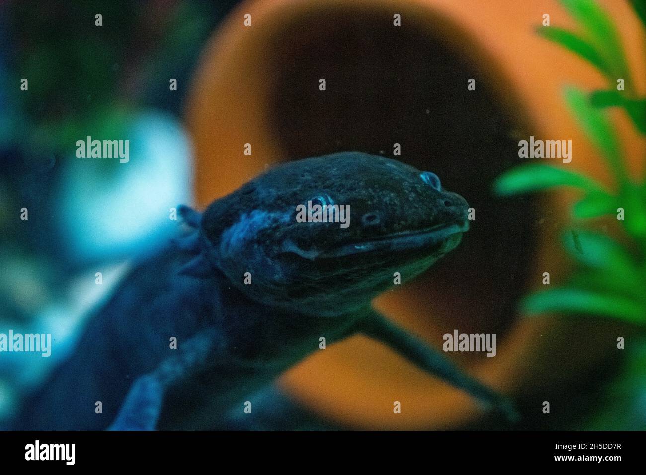 Closeup of the Ambystoma mexicanum. Axolotl, Mexican walking fish. Stock Photo