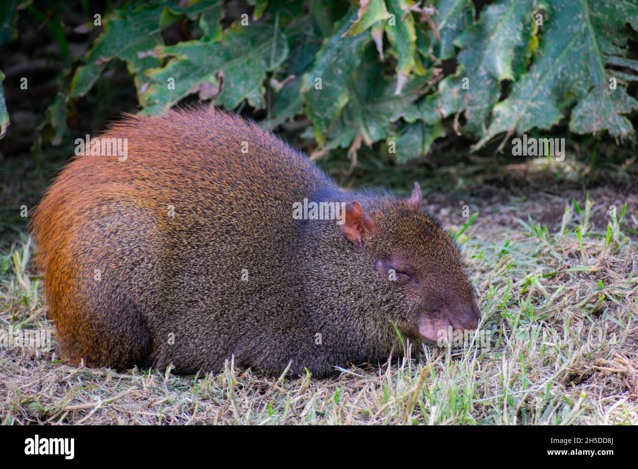 Closeup of the agouti, common agouti is any of several rodent species of the genus Dasyprocta. Stock Photo