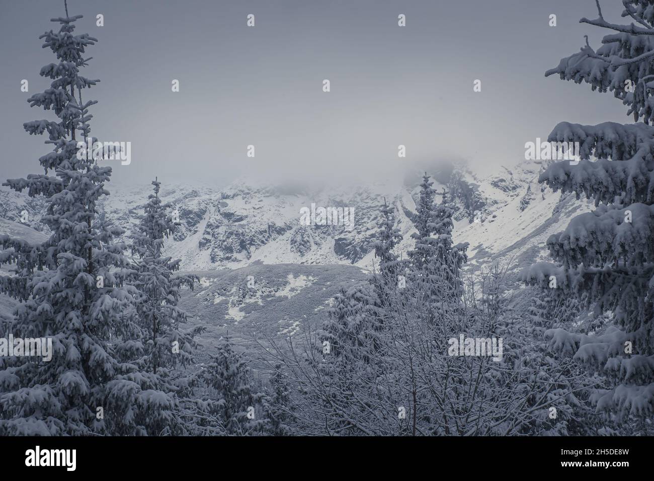 Mesmerizing view of a snowy forest of firs and high Tatra Mountain in ...