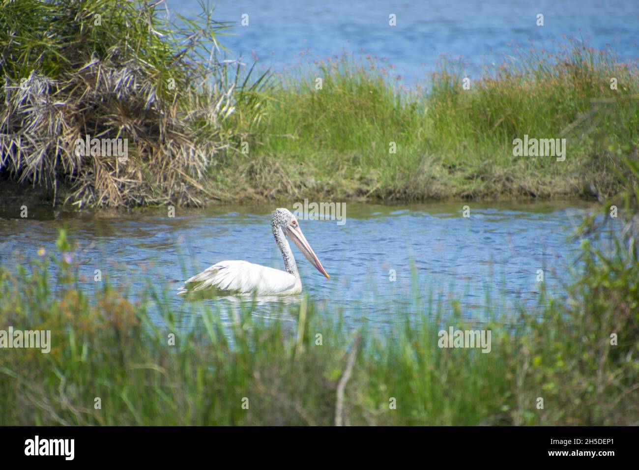 A White Pelican With A Long Neck And Long Pink Beak Swimming In The a-white-pelican-with-a-long-neck-and-long-pink-beak-swimming-in-the