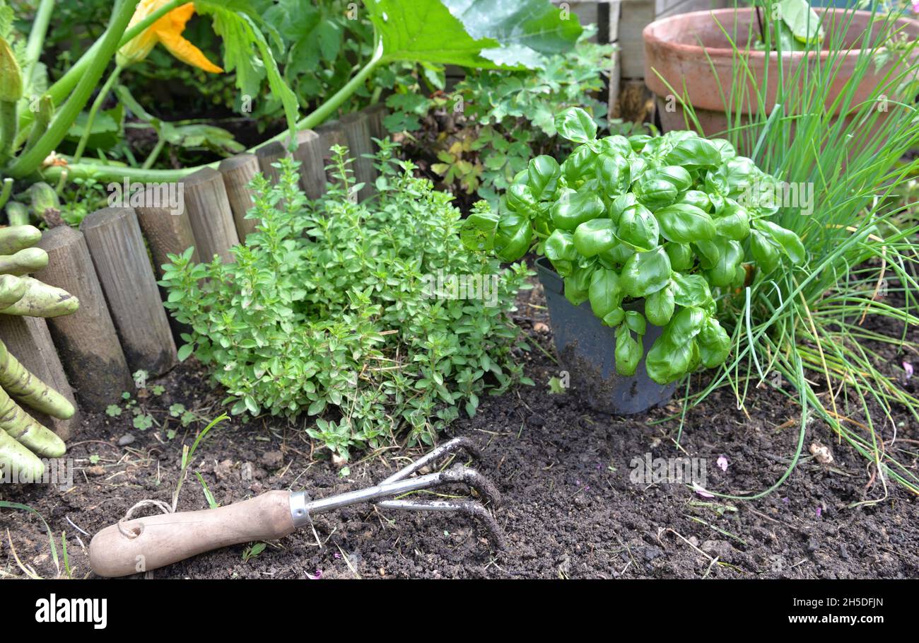 basil potted and aromatic plants with  spade on the soil growing in a garden Stock Photo