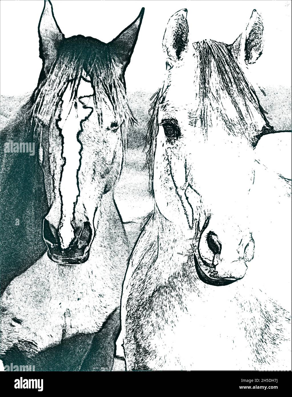 Portrait with two beautiful horses monochrome Stock Photo