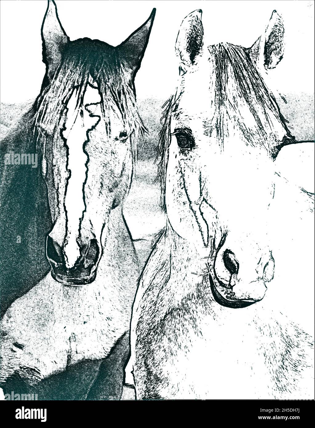 Two horses portrait hi-res stock photography and images - Alamy