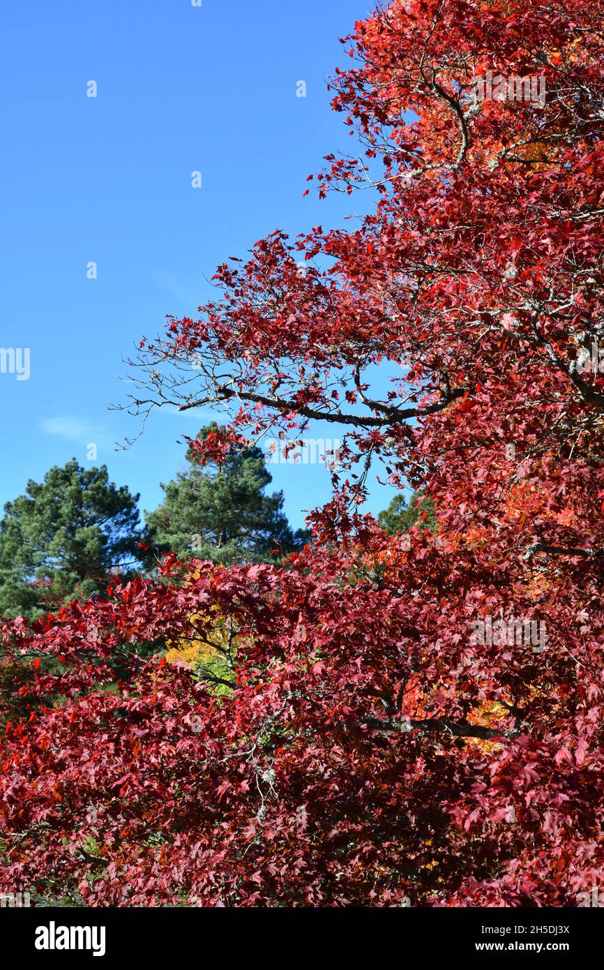 Trees and parks in Autumn colours Stock Photo - Alamy