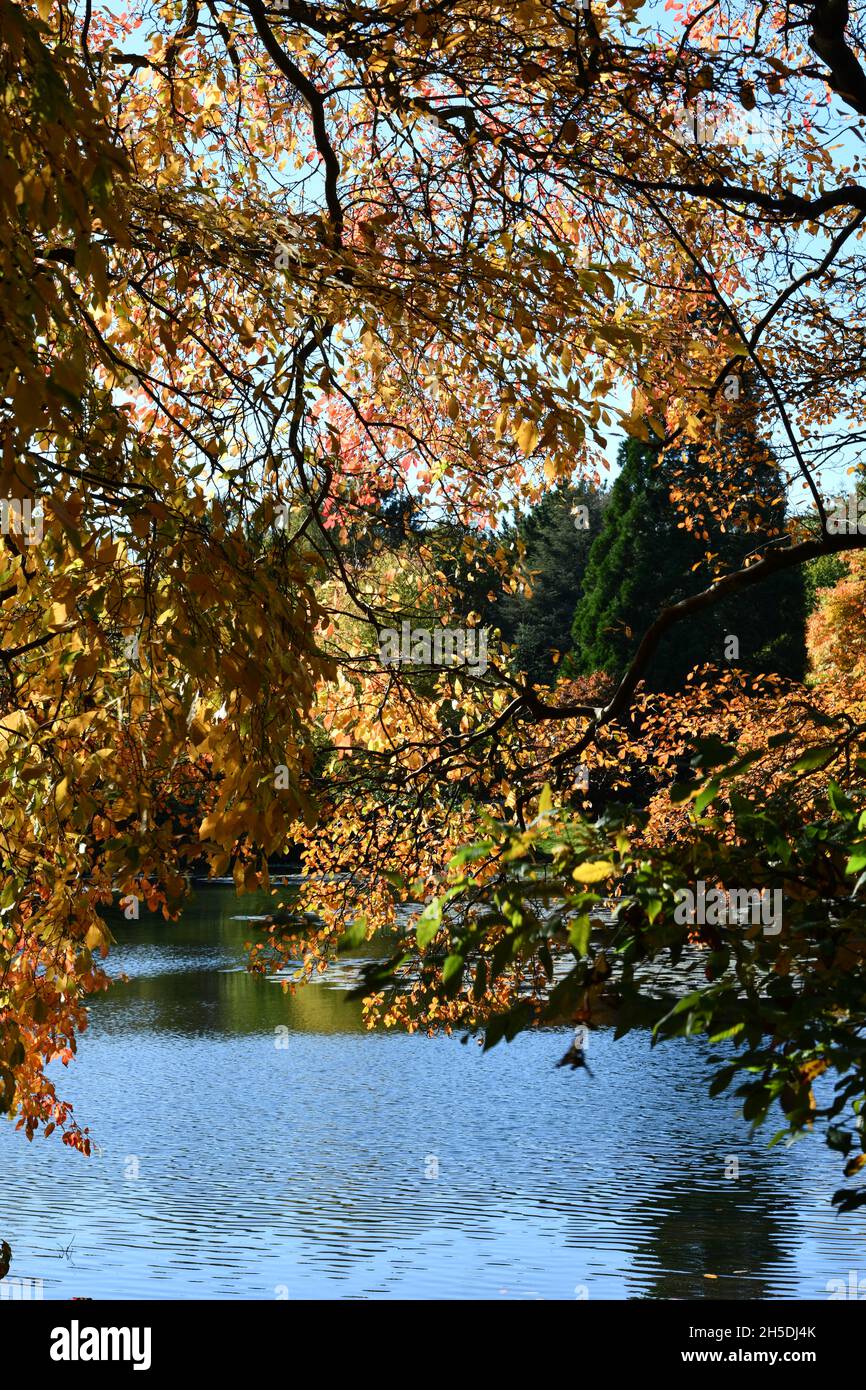 Trees and parks in Autumn colours Stock Photo - Alamy