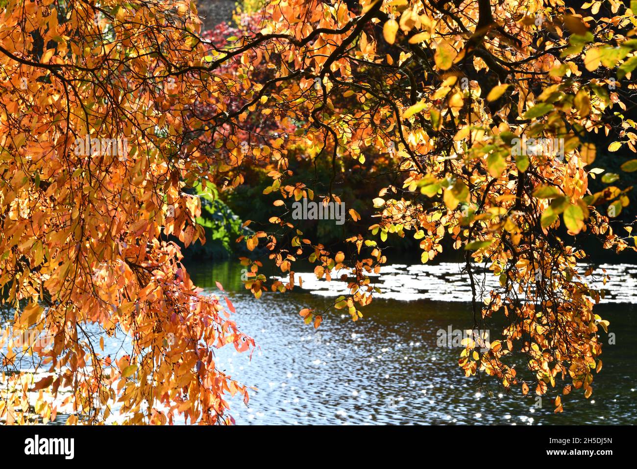 Trees and parks in Autumn colours Stock Photo - Alamy