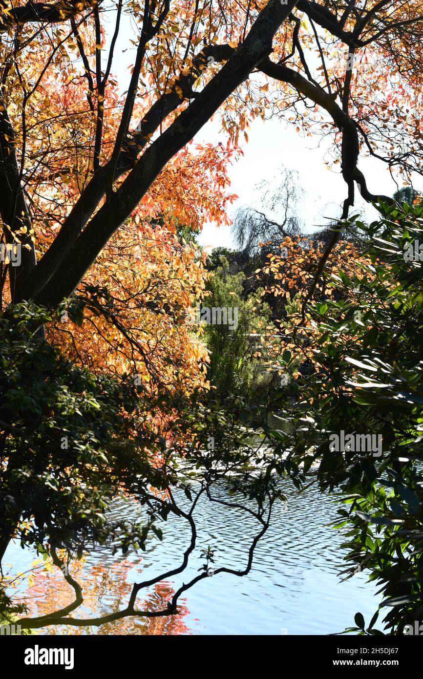 Trees and parks in Autumn colours Stock Photo - Alamy