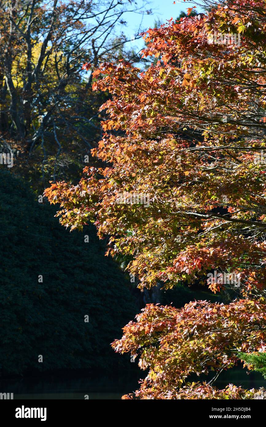 Trees and parks in Autumn colours Stock Photo - Alamy