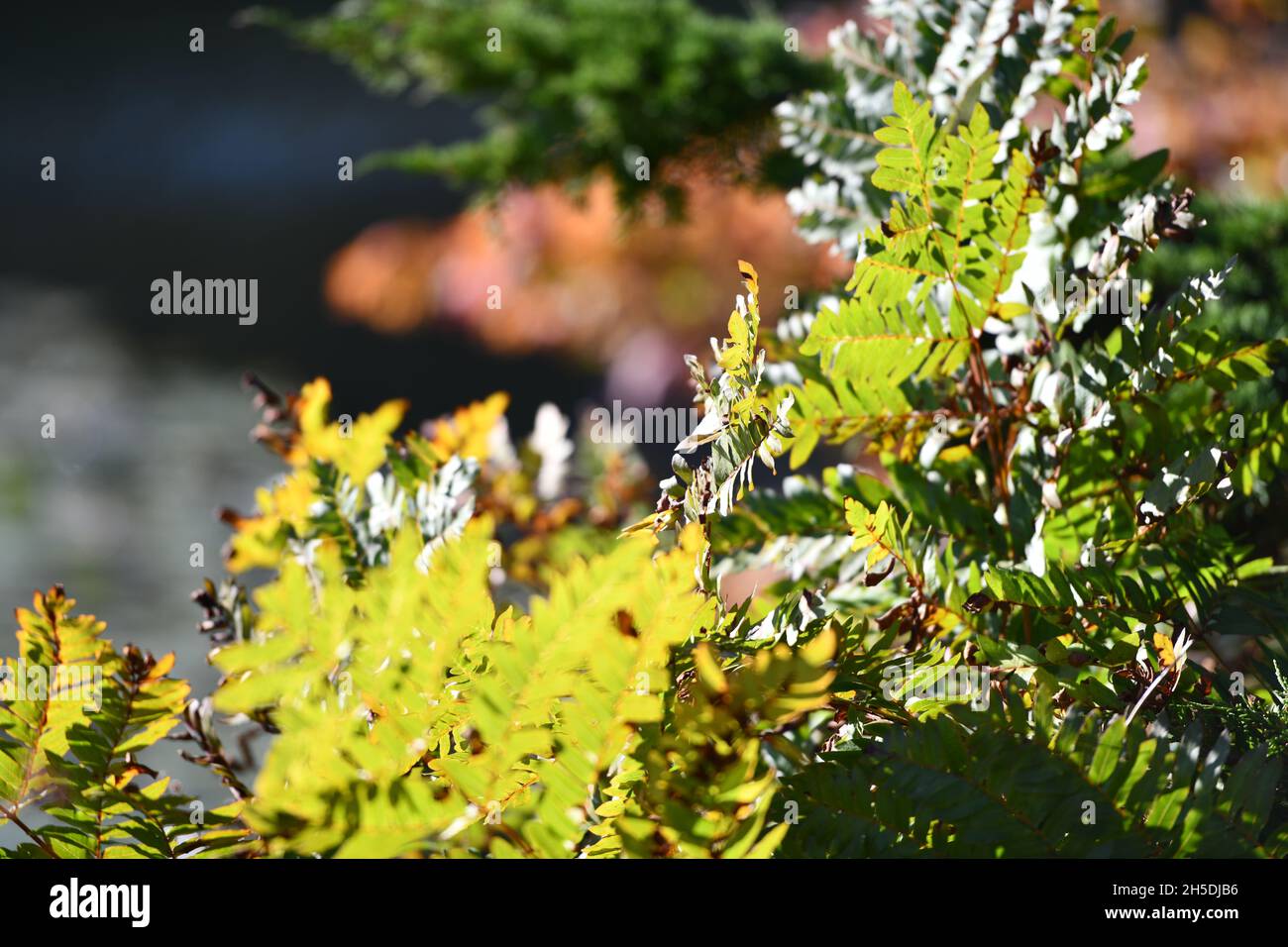 Trees and parks in Autumn colours Stock Photo - Alamy
