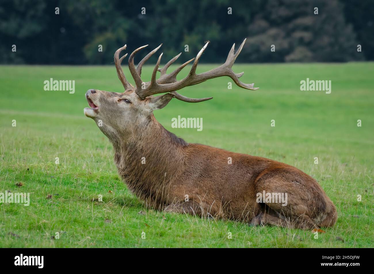 A red deer stag with large antlers lying on the grass bellowing Stock Photo